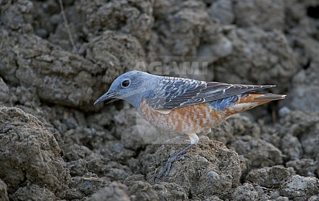 Onvolwassen Mannetje Rode Rotslijster; Immature Male Rufous-tailed Rock Thrush stock-image by Agami/Markus Varesvuo,