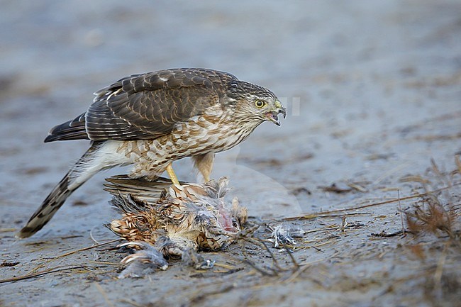 First-winter Sharp-shinned Hawk (Accipiter striatus) standing on a caught Northern Bobwhite (Colinus virginianus) as prey in Chambers County, Texas, USA, stock-image by Agami/Brian E Small,