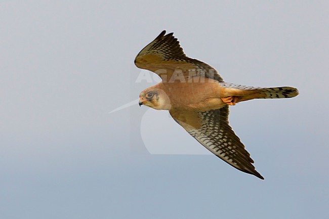 Falco cuculo; Red-footed Falcon; Falco vespertinus stock-image by Agami/Daniele Occhiato,