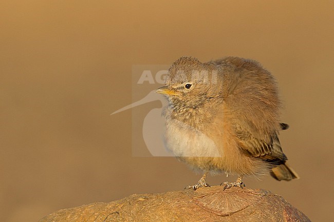 Desert Lark - Steinlerche - Ammomanes deserti ssp. payni, Morocco stock-image by Agami/Ralph Martin,