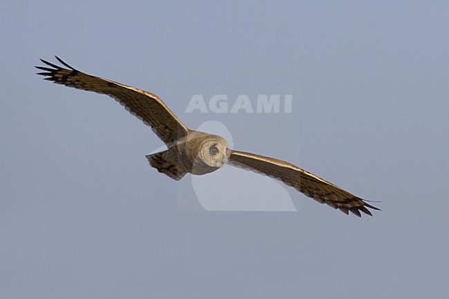 Afrikaanse Velduil jagend in moeras; Marsh owl hunting in marsh stock-image by Agami/Daniele Occhiato,