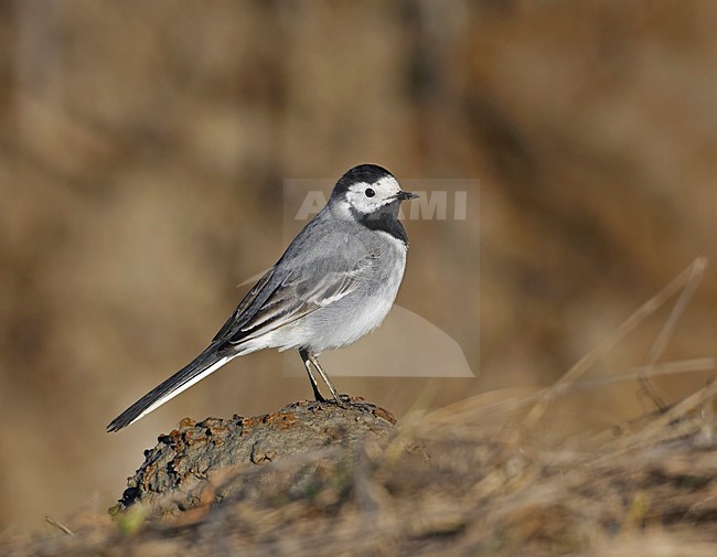 Volwassen Witte Kwikstaart; Adult White Wagtail stock-image by Agami/Markus Varesvuo,
