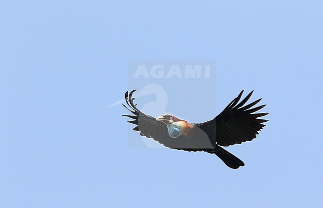 Sumba hornbill (Rhyticeros everetti) on the island Sumba in the Lesser Sundas, Indonesia. stock-image by Agami/James Eaton,