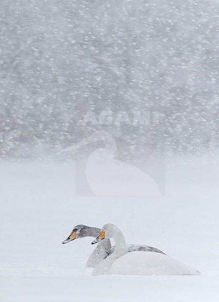 Whooper Swan (Cygnus cygnus) Hokkaido Japan February 2014 stock-image by Agami/Markus Varesvuo,