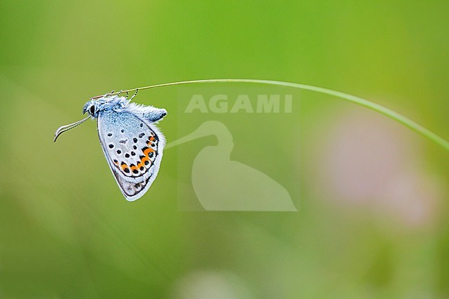 Heideblauwtje, Silver-studded Blue stock-image by Agami/Wil Leurs,