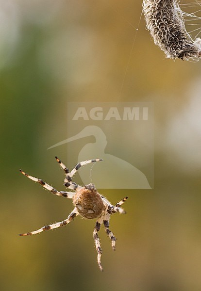 Spin in web, Spider in web stock-image by Agami/Rob de Jong,