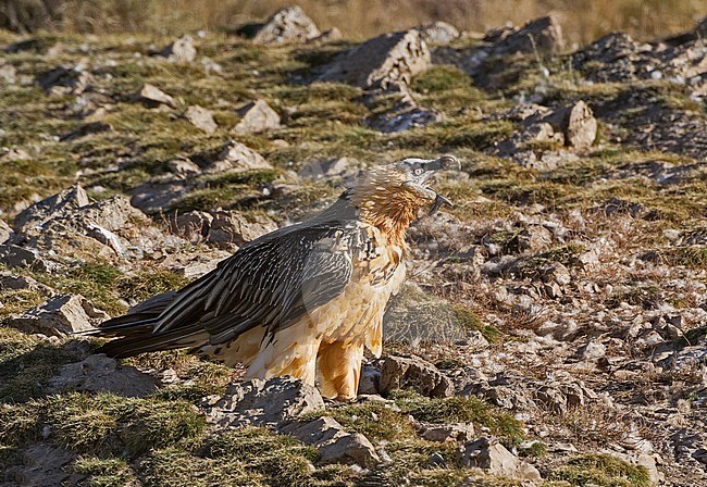 Bearded Vulture perched, Lammergier zittend stock-image by Agami/Alain Ghignone,