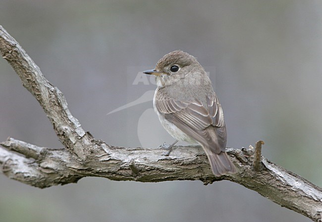 Bruine Vliegenvanger zittend op tak; Brown Flycatcher sitting on branch stock-image by Agami/Ran Schols,