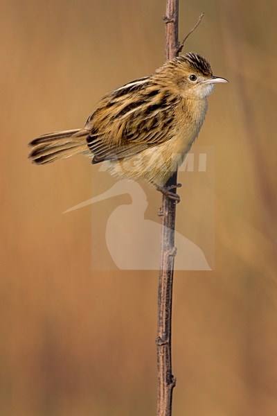 Graszanger op takje; Zitting Cisticola perched on twig stock-image by Agami/Daniele Occhiato,