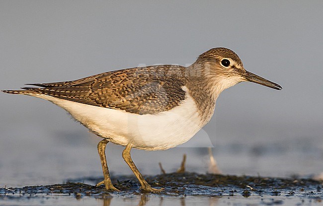 Common Sandpiper - Flussuferläufer - Actitis hypoleucos, Germany, 1st cy stock-image by Agami/Ralph Martin,