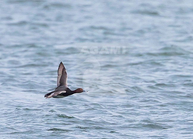 Redhead, Amerikaanse Tafeleend, Aythya americana, France, adult male stock-image by Agami/Ralph Martin,