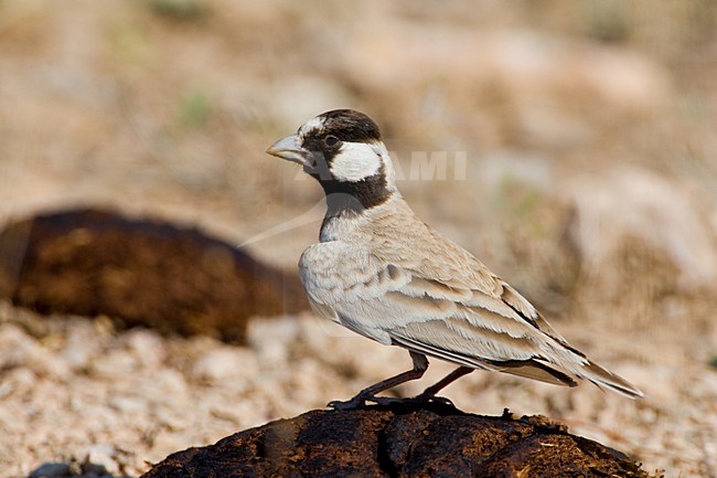 Allodola passero capinera; Black-crowned Finch Lark; Eremopterix stock-image by Agami/Daniele Occhiato,