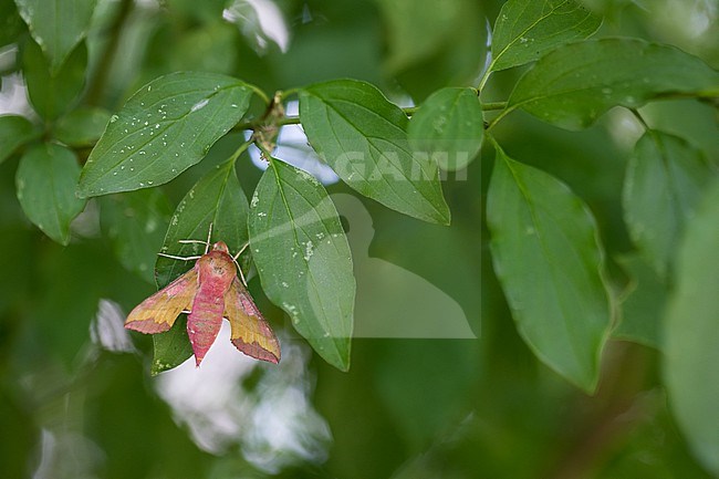 Deilephila porcellus - Small elephant hawk-moth - Kleiner Weinschwärmer, Germany (Baden-Württemberg), imago stock-image by Agami/Ralph Martin,