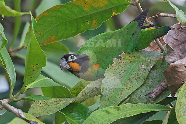 Orange-cheeked Parrot (Pyrilia barrabandi barrabandi) at Mitu, Vaupes, Colombia.  This genus of parrots eats leaf stems and even leaves. stock-image by Agami/Tom Friedel,