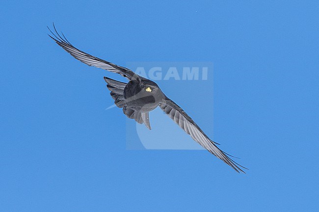 Alpine Chough (Pyrrhocorax graculus) flying aginst blue sky in swiss Alps. stock-image by Agami/Marcel Burkhardt,