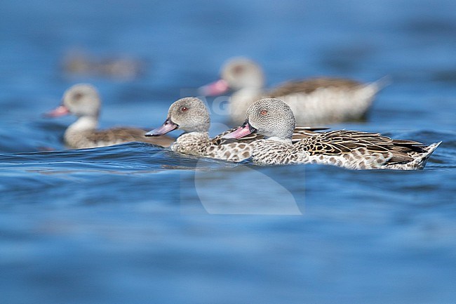 Cape Teal (Anas capensis), a small flock swimming in the water, Western Cape, South Africa stock-image by Agami/Saverio Gatto,