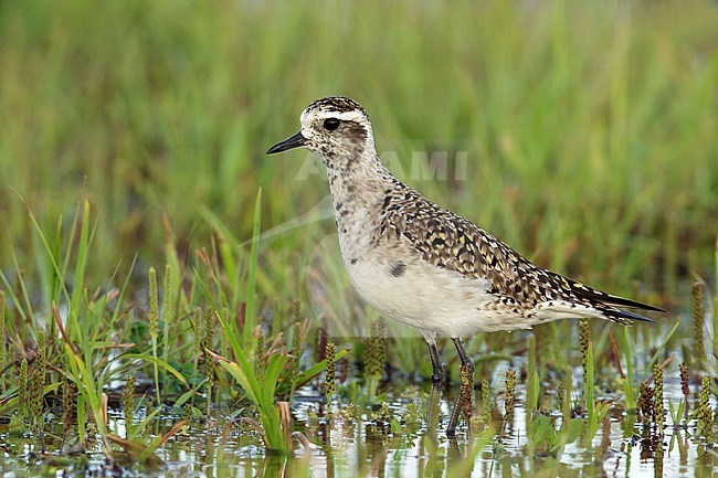 Adult American Golden Plover (Pluvialis dominica) in transition to breeding plumage. In wetland at Galveston County, Texas, United States. April 2016. stock-image by Agami/Brian E Small,