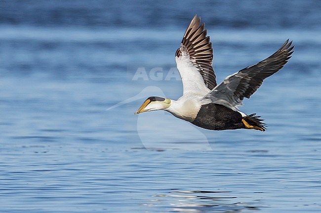 Common Eider (Somateria mollissima) flying over the Hudson's Bay in Churchill, Manitoba Canada. stock-image by Agami/Glenn Bartley,