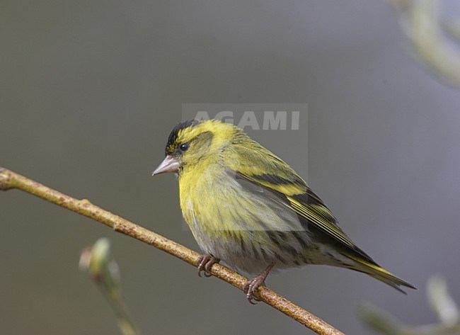 Eurasian Siskin male perched; Sijs man zittend stock-image by Agami/Jari Peltomäki,