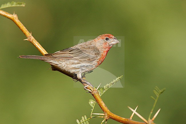 Adult male
Pima Co., AZ
July 2007 stock-image by Agami/Brian E Small,