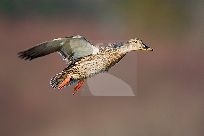Mallard duck  (Anas platyrhynchos) flying in Victoria, BC, Canada. stock-image by Agami/Glenn Bartley,