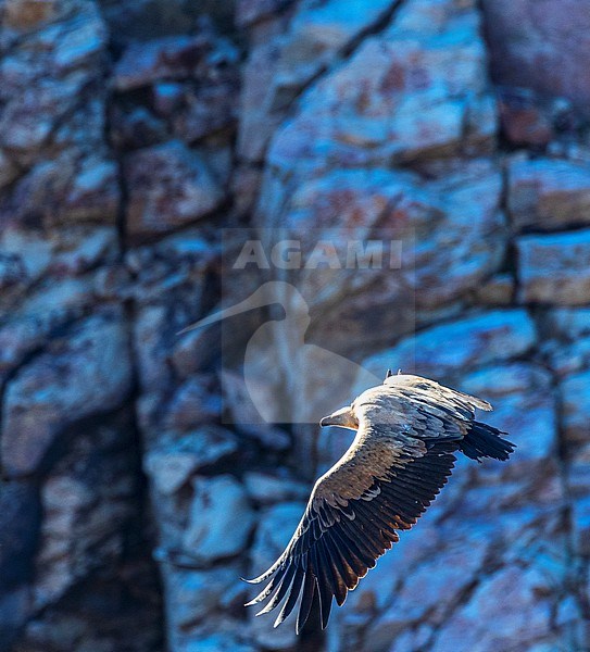 Griffon Vulture (Gyps fulvus) in the Extremadura in Spain. Flying against a rocky background with backlight. stock-image by Agami/Marc Guyt,