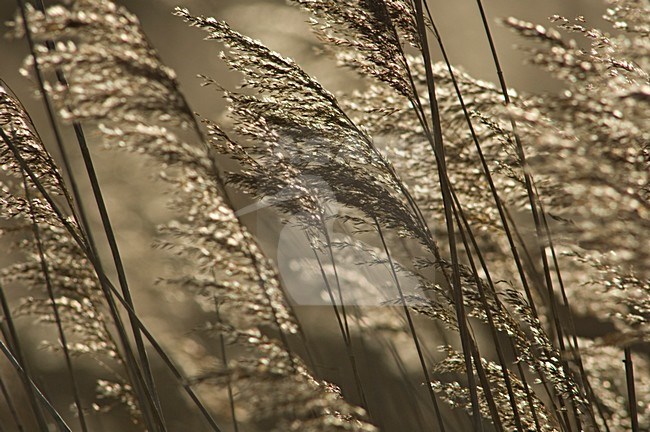 Reed panicles in winter  ,Rietpluimen in de winter stock-image by Agami/Wil Leurs,