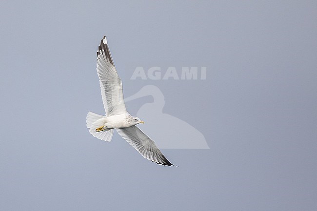 Common gull, Larus canus), adult in flight, with the grey sky as background stock-image by Agami/Sylvain Reyt,