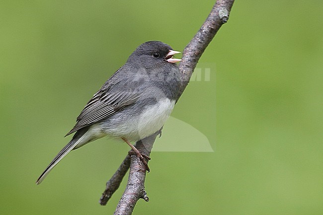 Adult male stock-image by Agami/Brian E Small,