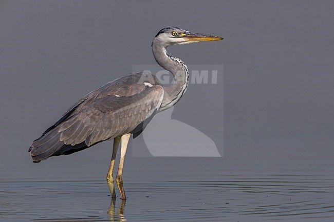 Blauwe Reiger, Grey Heron; Ardea cinerea stock-image by Agami/Daniele Occhiato,