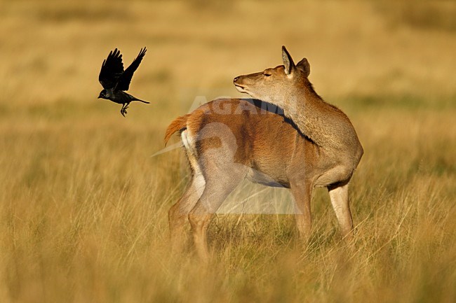 Vrouwtje Edelhert met Kauwen, Red Deer female with Western Jackdaw stock-image by Agami/Danny Green,