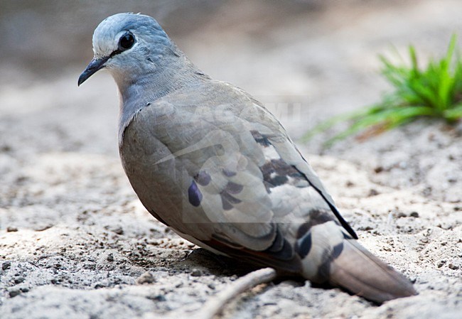 Zwartsnavelduif, Black-billed Wood-Dove, Turtur abyssinicus stock-image by Agami/Marc Guyt,