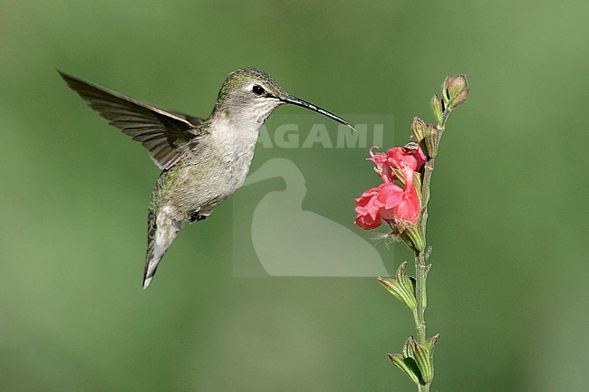 Adult female
Kern Co., CA
March 2005 stock-image by Agami/Brian E Small,