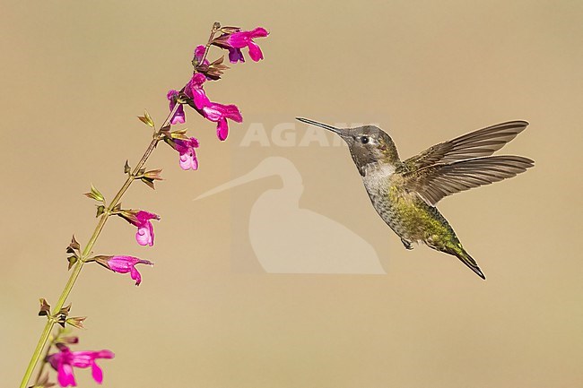 Immature male
Santa Barbara Co., CA
November 2021 stock-image by Agami/Brian E Small,