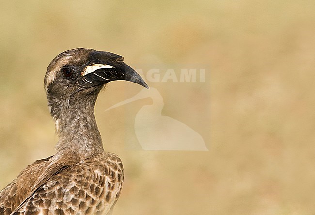 African Grey Hornbill (Tockus nasutus) standing on a grassfield in a safari camp in Kruger National Park in South Africa stock-image by Agami/Marc Guyt,