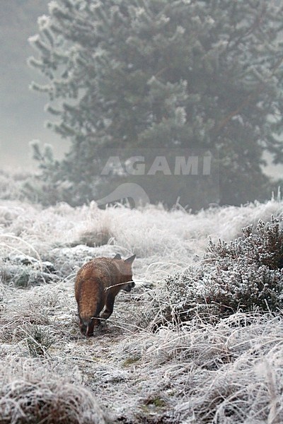 Vos sluipend in winterlandschap; Red Fox walking in winter landscape stock-image by Agami/Kristin Wilmers,