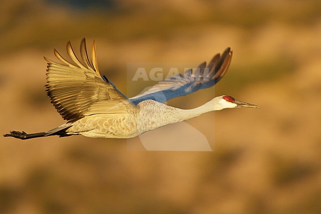 Sandhill Crane (Grus canadensis) flying at the Bosque del Apache wildlife refuge near Socorro, New Mexico, USA. stock-image by Agami/Glenn Bartley,