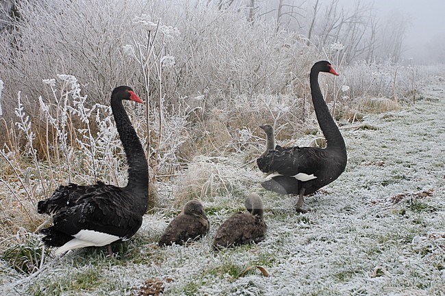 Black Swan a pair with chicks in winter landscape Netherlands, Zwarte Zwaan een paar met jongen in winters landschap Nederland stock-image by Agami/Jacques van der Neut,