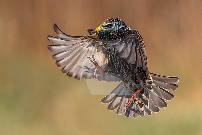 Spreeuw in vlucht; Common Starling in flight stock-image by Agami/Daniele Occhiato,
