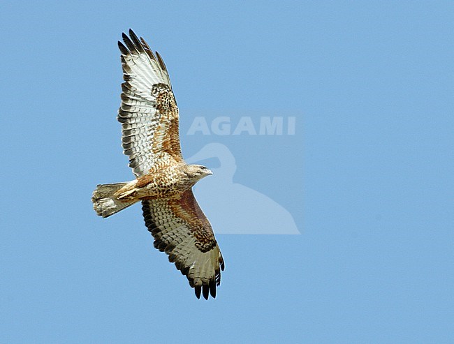 Steppe Buzzard (Buteo buteo vulpinus) soaring overhead during spring migration in Eilat mountains, Israel. stock-image by Agami/Dick Forsman,