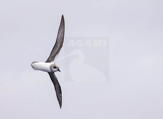 Soft-plumaged Petrel (Pterodroma mollis) in flight over the Pacific ocean near Rapa island in French Polynesia. stock-image by Agami/Yann Muzika,