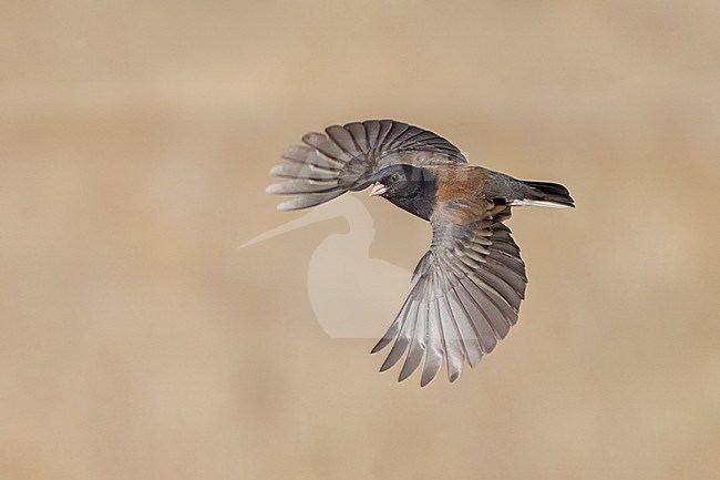 Adult male
Santa Barbara Co., CA
November 2022 stock-image by Agami/Brian E Small,