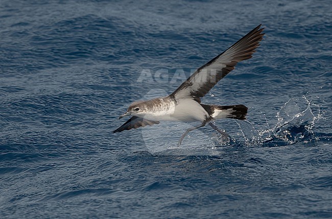 Boyd's Shearwater (Puffinus boydi) is an endemic breeding bird. A recent split and part of the 'little and audubon's shearwater complex'. stock-image by Agami/Eduard Sangster,