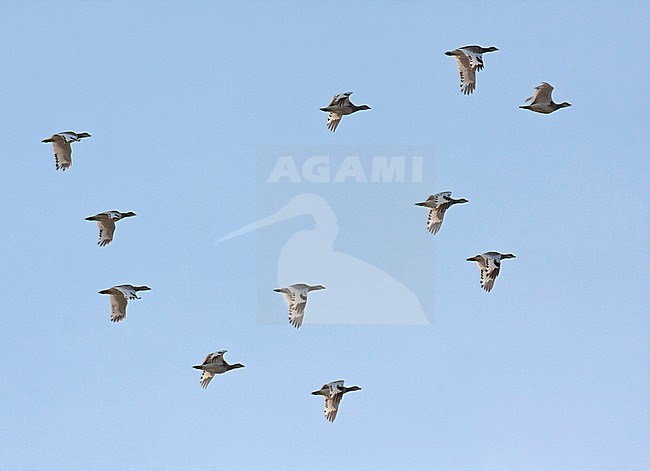 Small group of eleven Little Bustards (Tetrax tetrax) wintering in northern Iran. Flying past. stock-image by Agami/Edwin Winkel,