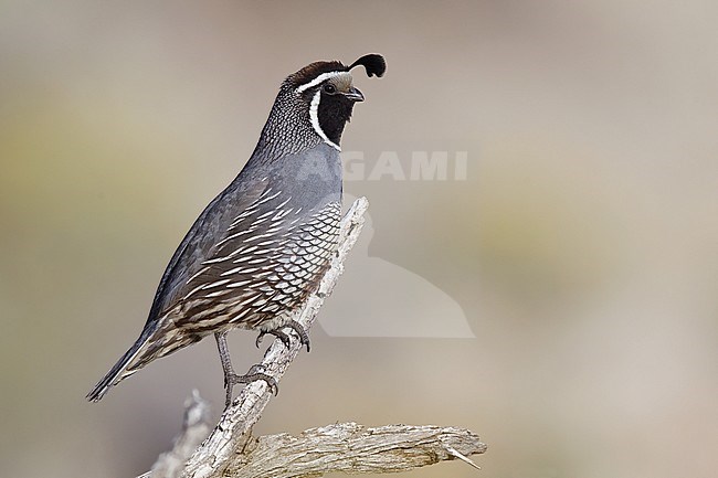 Mannetje Californische Kuifkwartel, Male California Quail stock-image by Agami/Brian E Small,