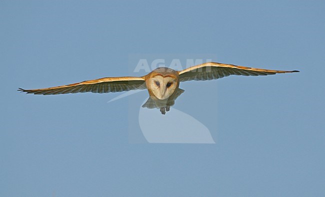 Barn Owl flying; Kerkuil vliegend stock-image by Agami/Bill Baston,