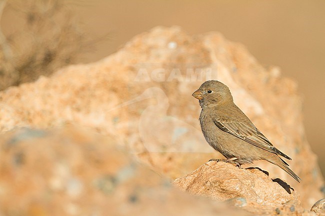 Trumpeter Finch (Bucanetes githagineus zedlitzi) perched on a rock in Morocco. stock-image by Agami/Ralph Martin,