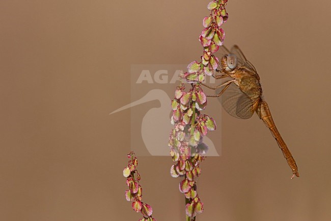 Imago Vuurlibel; Adult Scarlet Darter; Adult Broad Scarlet stock-image by Agami/Fazal Sardar,