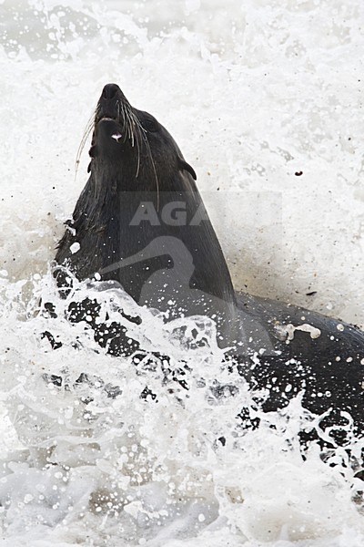 Kaapse pelsrob in de branding Namibie, Cape Fur Seal at breakers Namibia stock-image by Agami/Wil Leurs,