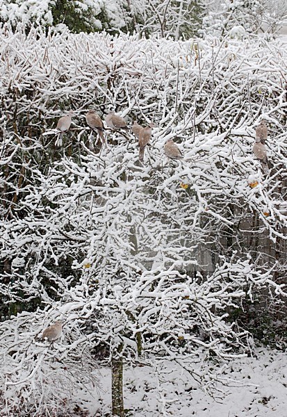 Turkse Tortel in de sneeuw, Eurasian Collared Dove in the snow stock-image by Agami/Roy de Haas,